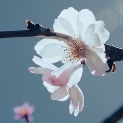 (988)2025樱花尾季